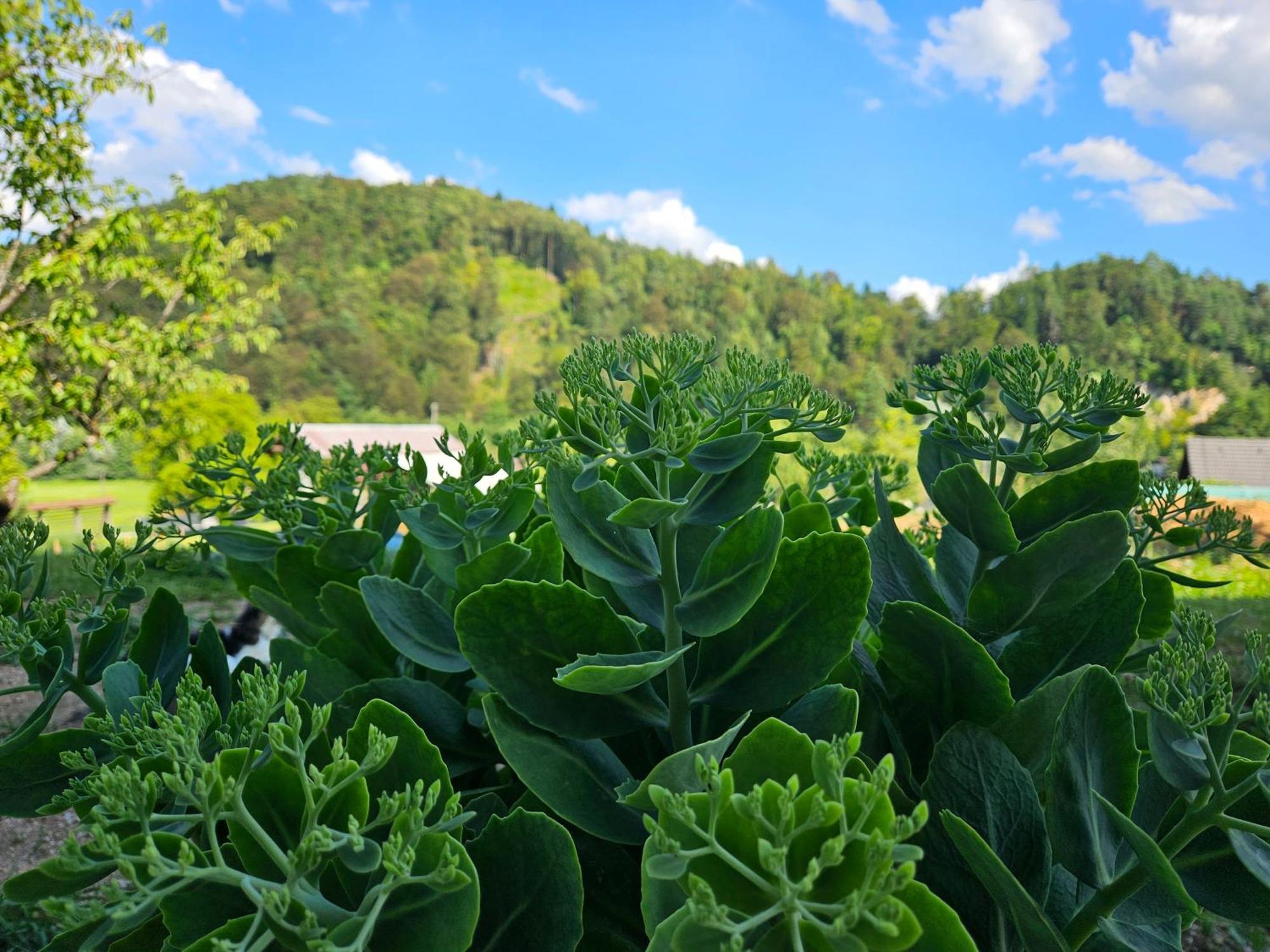 Chácara Apartmaji Rdeca Kapica Liubliana